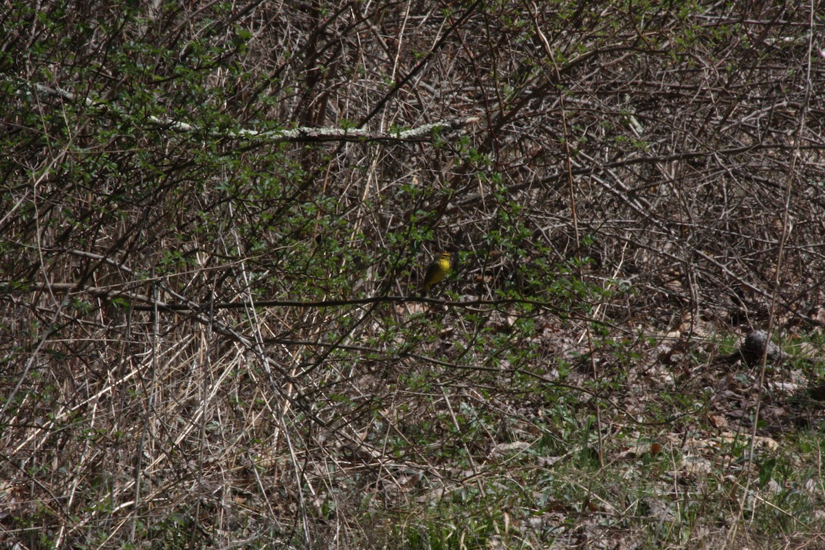 Palm Warbler - ML442030111