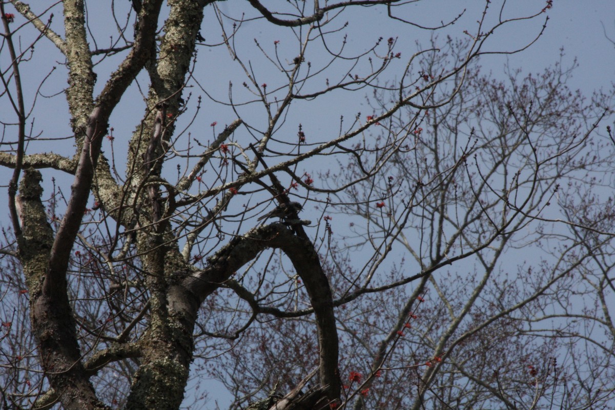 Yellow-rumped Warbler - ML442030781