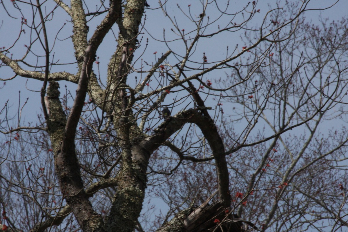 Yellow-rumped Warbler - ML442030821