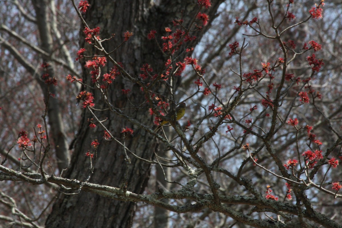 Palm Warbler - ML442031021