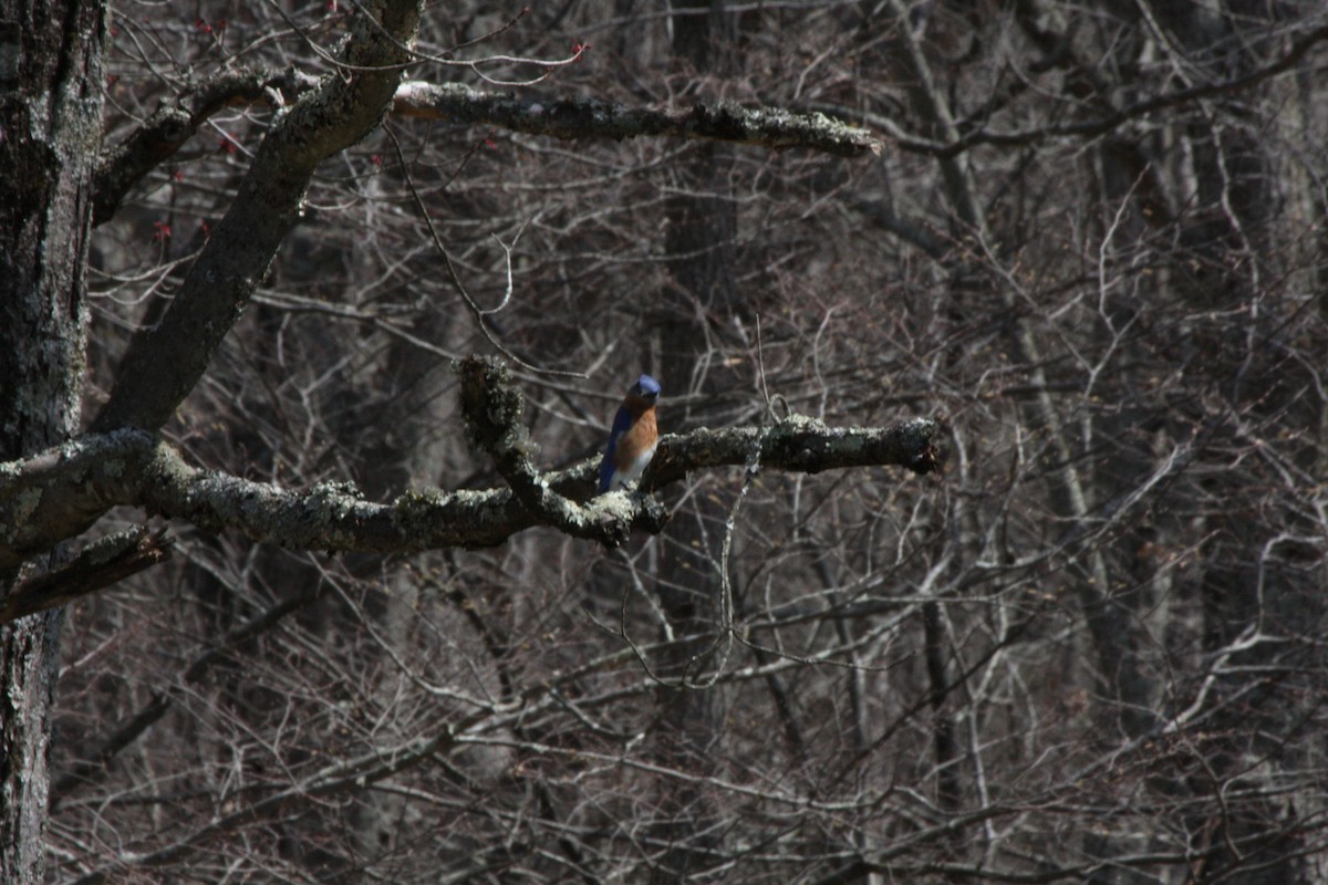 Eastern Bluebird - ML442031271