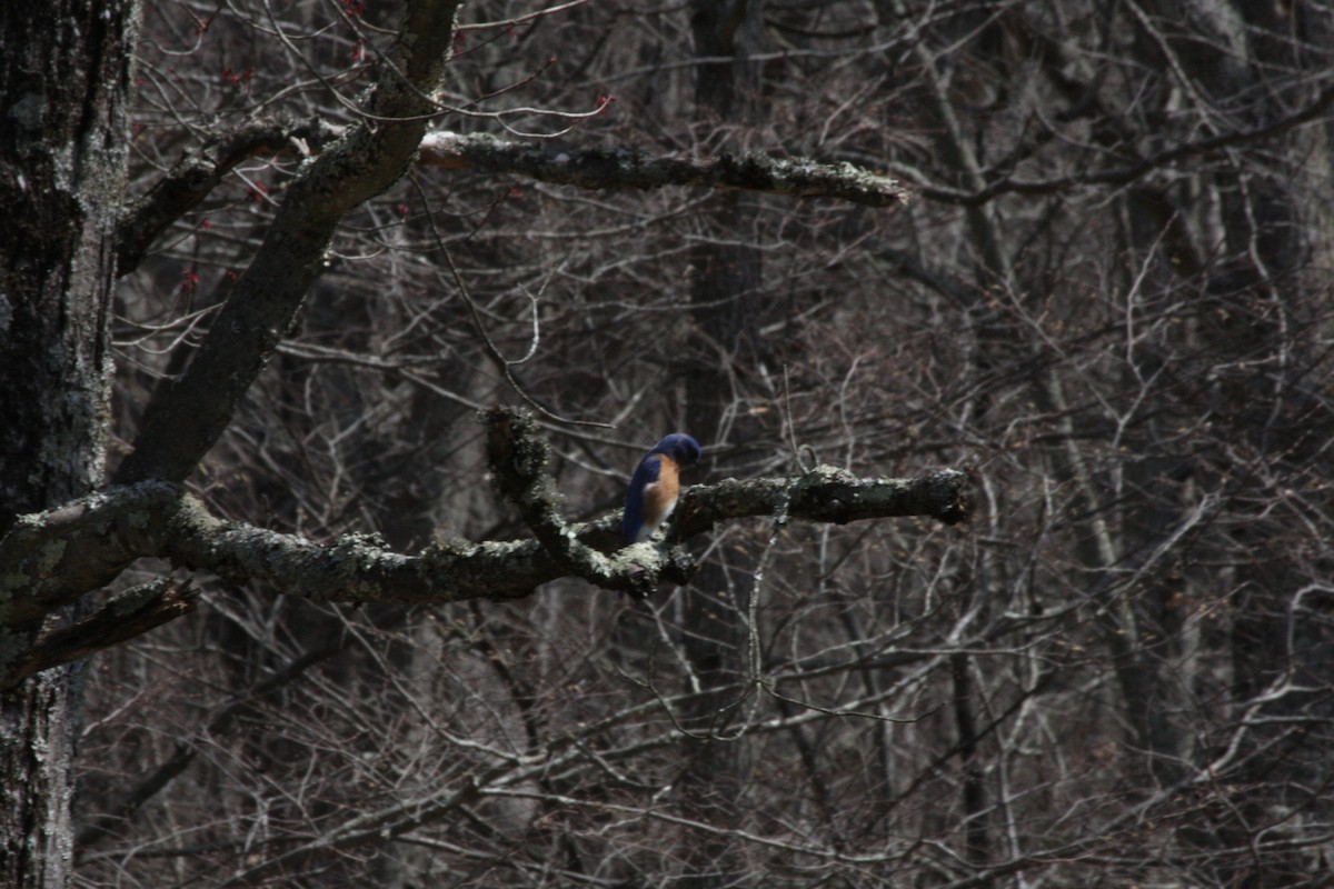 Eastern Bluebird - ML442031291