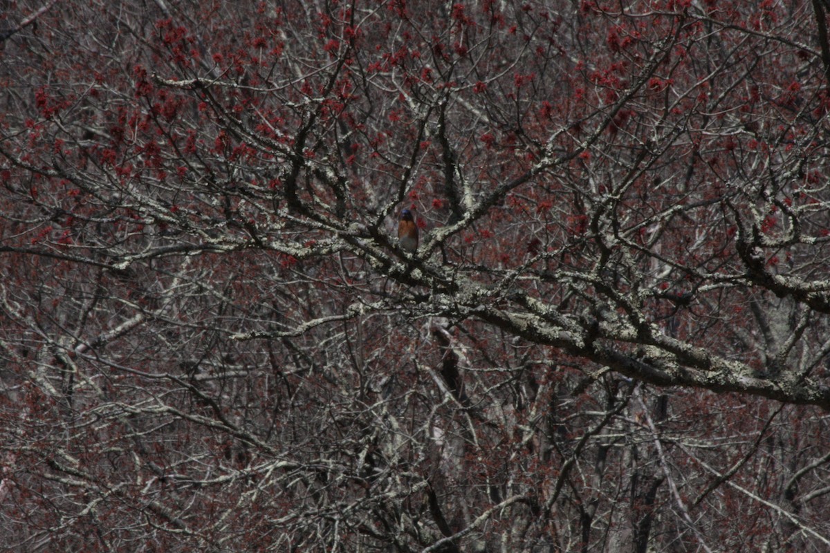 Eastern Bluebird - ML442031321