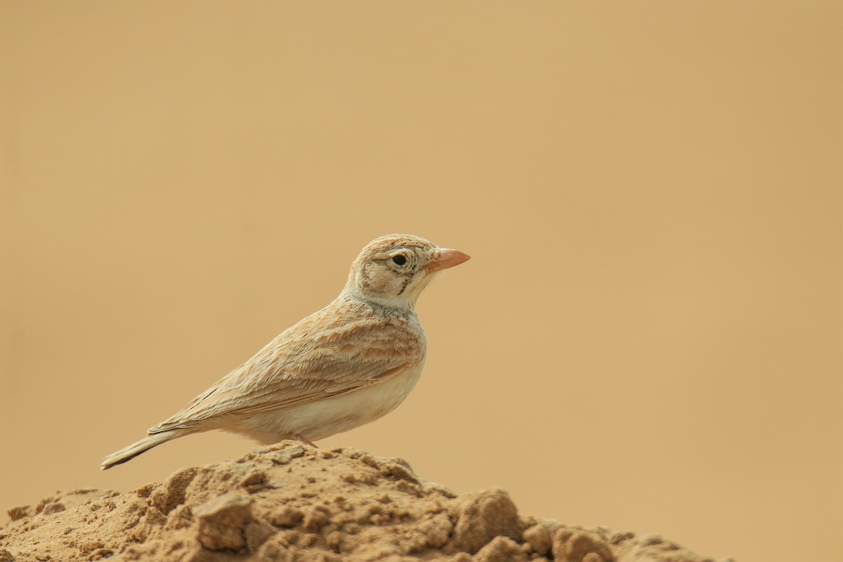 Arabian Lark - ML442032871