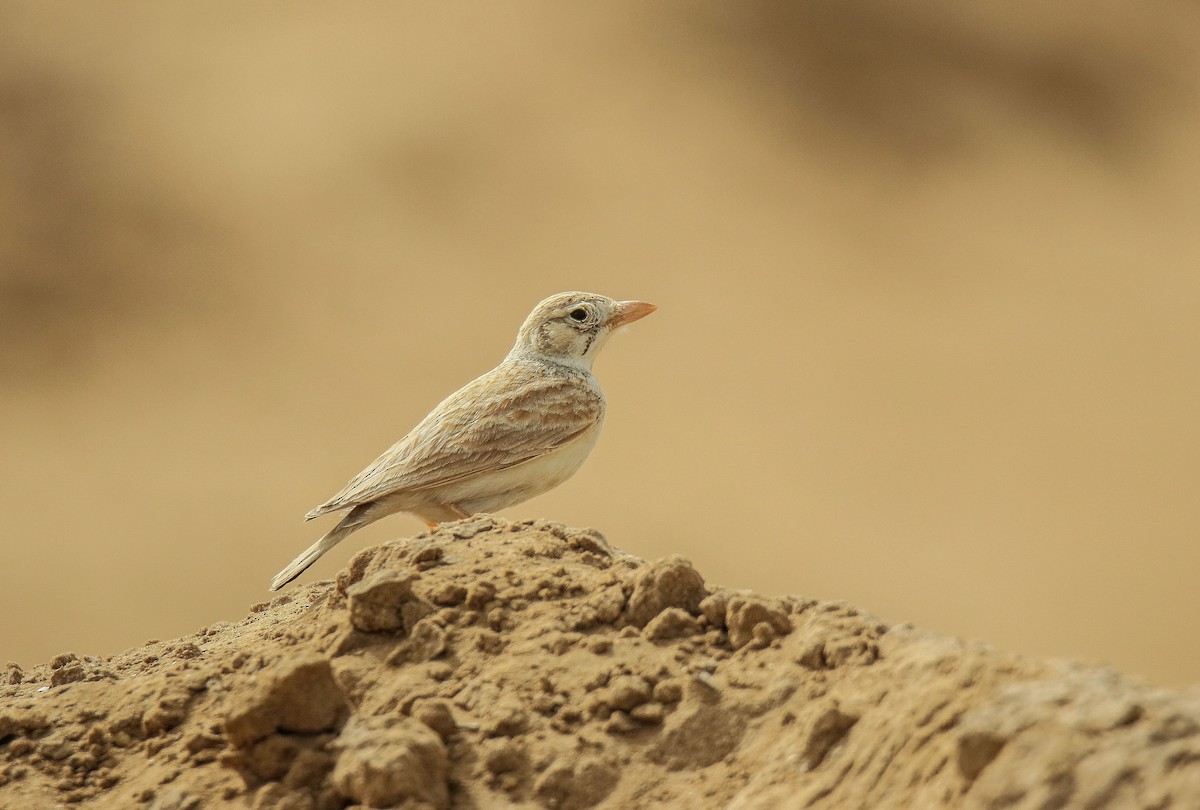 Arabian Lark - shahar yogev