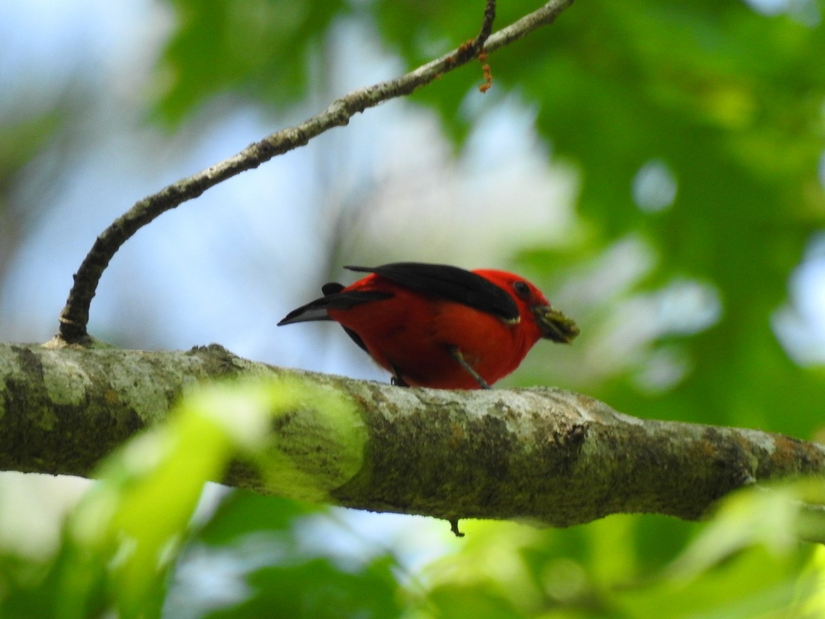 Scarlet Tanager - ML442035231