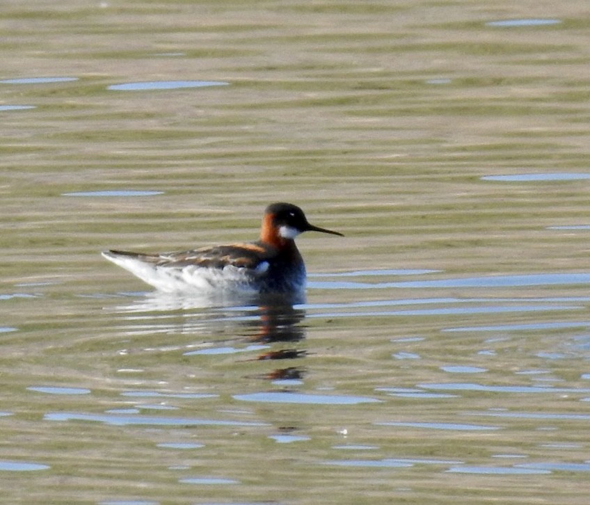 Phalarope à bec étroit - ML442035481