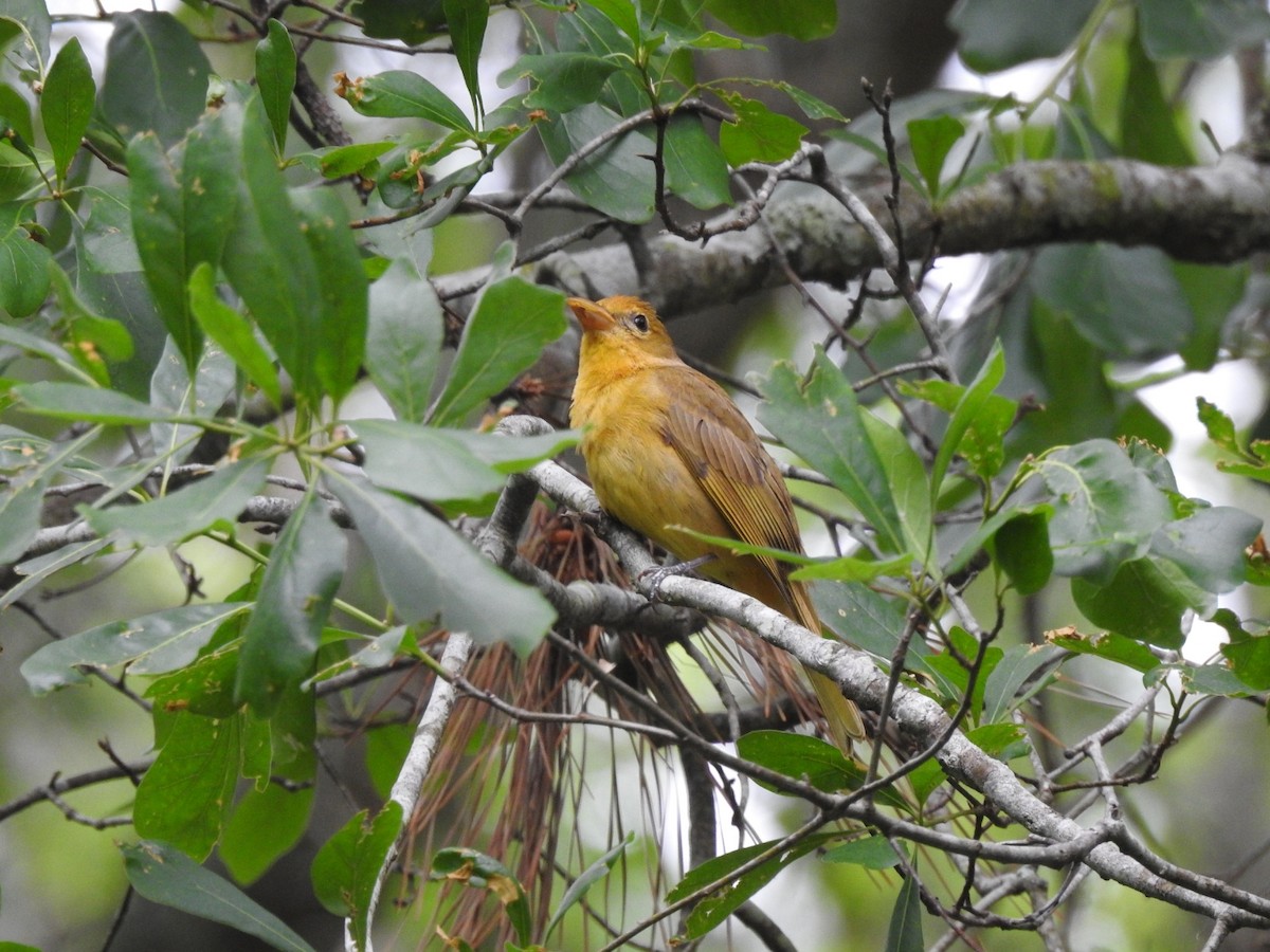 Summer Tanager - ML442035521