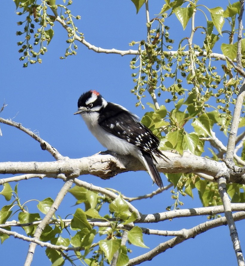 Downy Woodpecker - Erin Jones