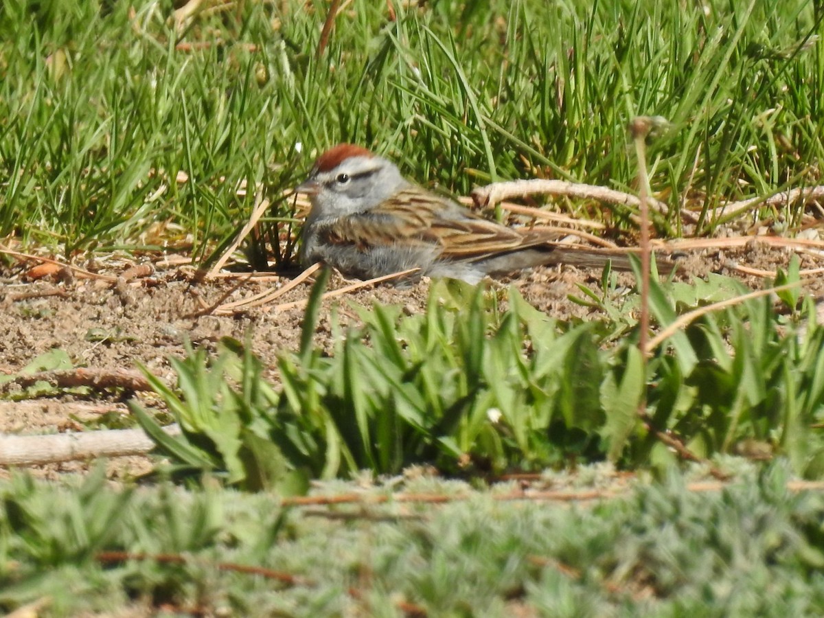 Chipping Sparrow - ML442036171
