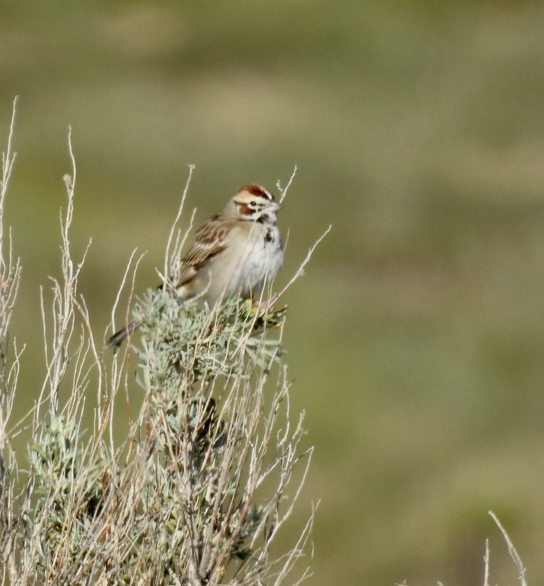 Lark Sparrow - ML442036321