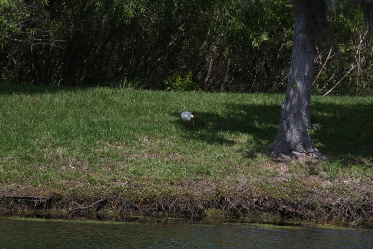 White Ibis - ML442037471