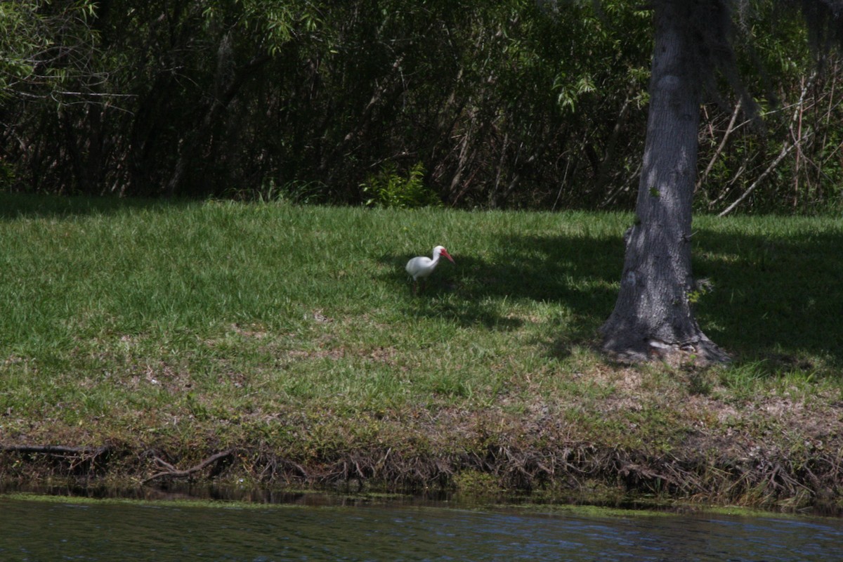White Ibis - ML442037681