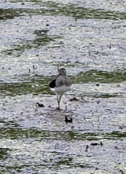 Solitary Sandpiper - ML442037961