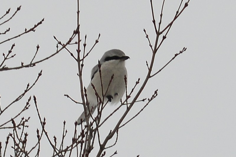 Northern Shrike - George Chiu