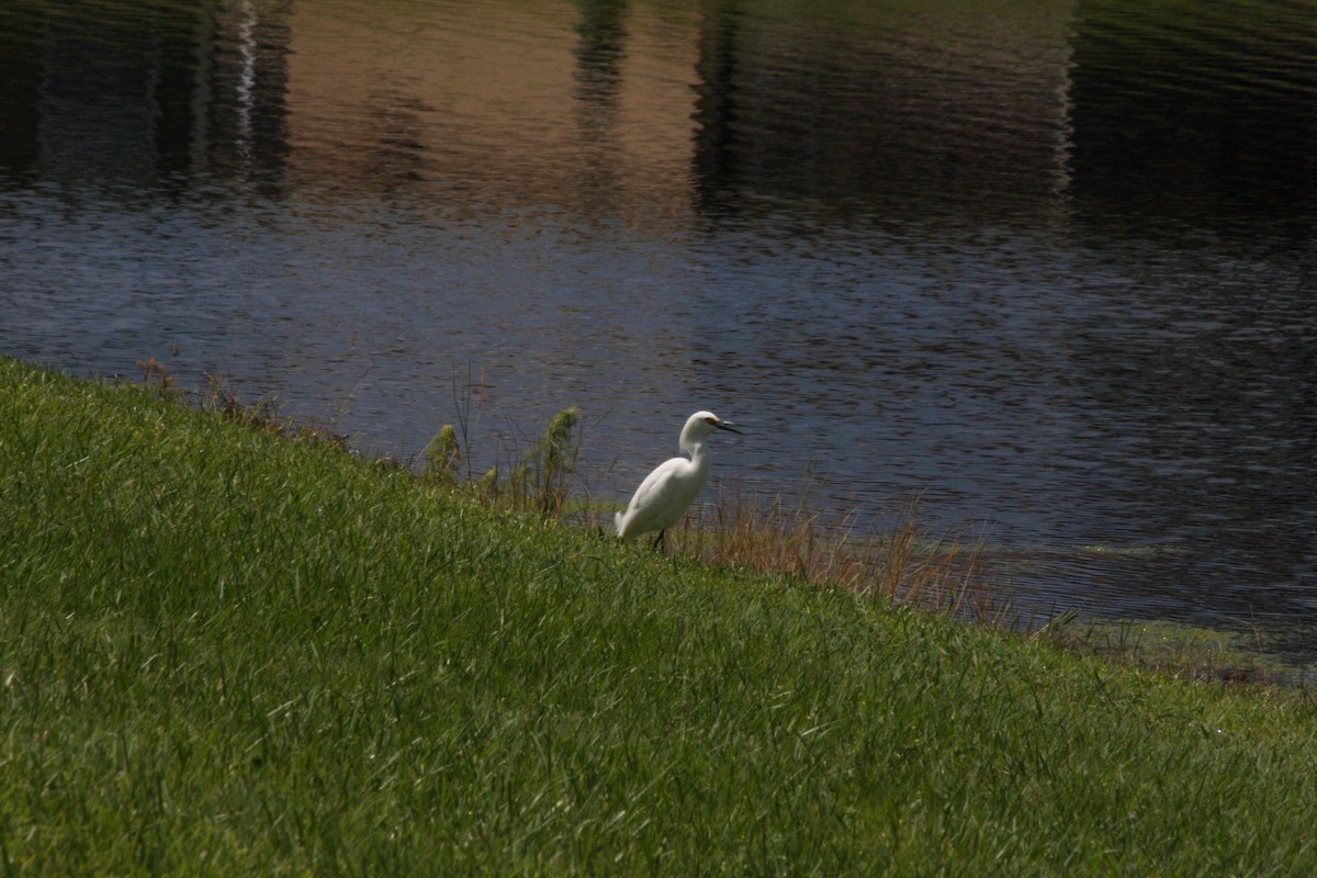 Snowy Egret - ML442038191