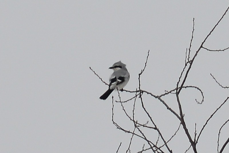 Northern Shrike - George Chiu