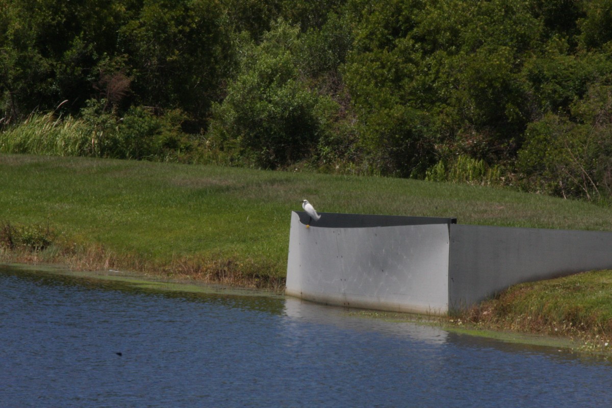 Snowy Egret - ML442038301