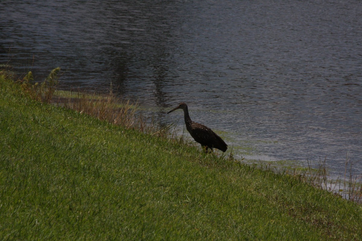 Limpkin - ML442038821