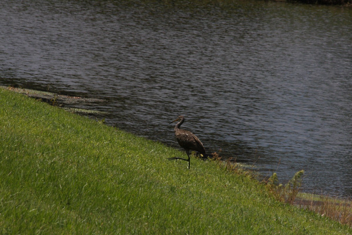 Limpkin - ML442038861