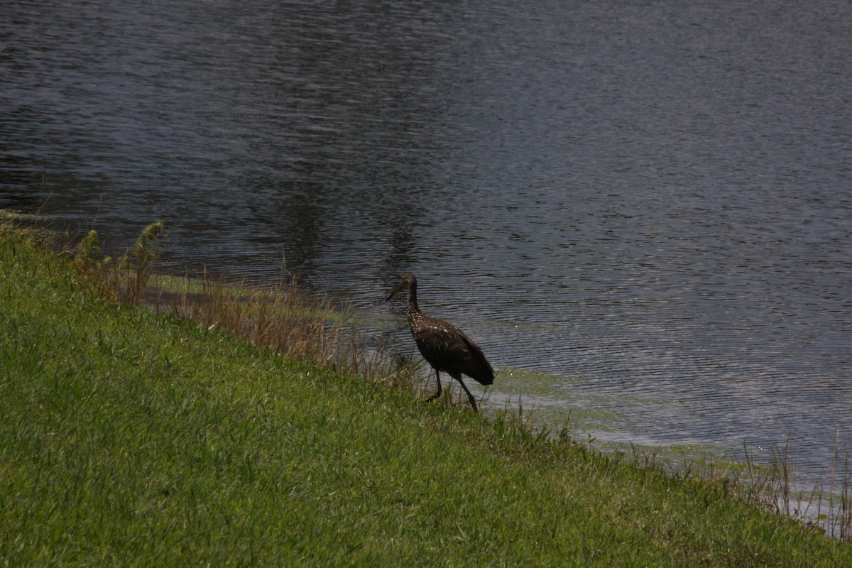 Limpkin - ML442038901