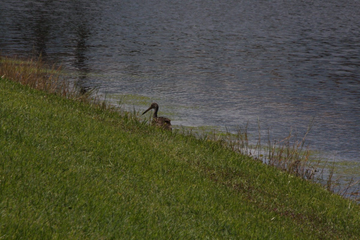 Limpkin - ML442038921