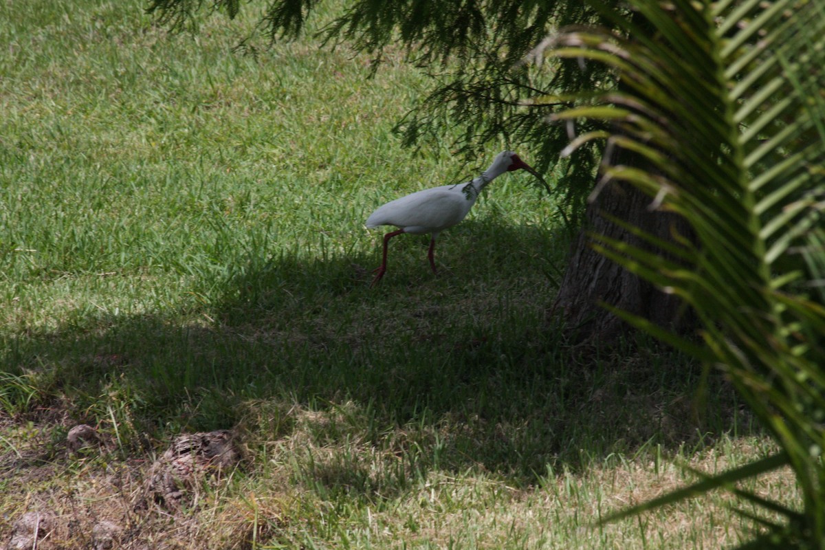 White Ibis - ML442038971