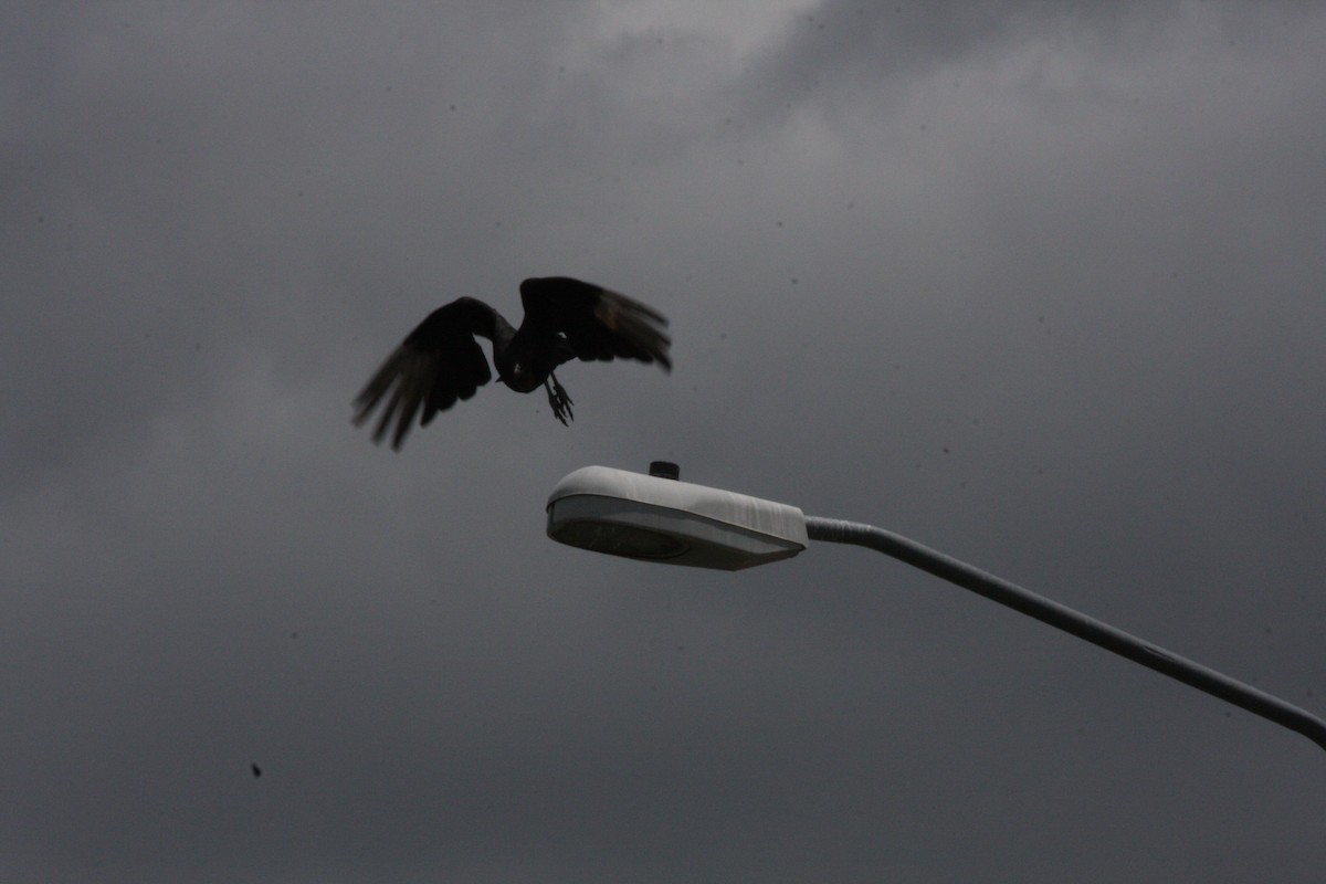 Black Vulture - ML442039061
