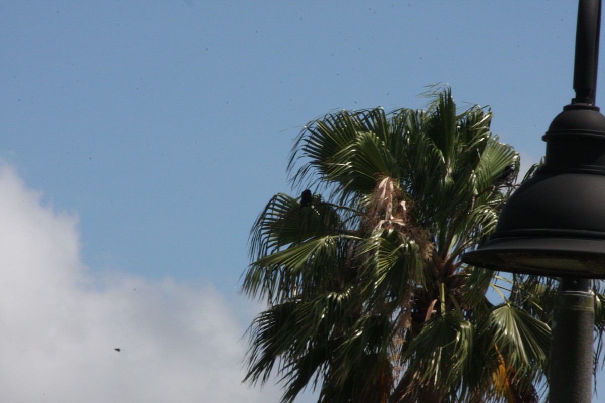 Fish Crow - ML442039771