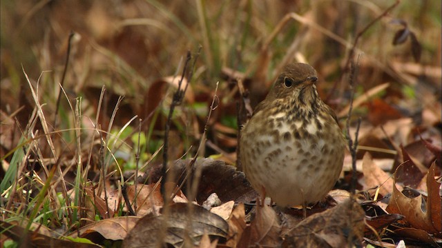 Hermit Thrush (faxoni/crymophilus) - ML442040