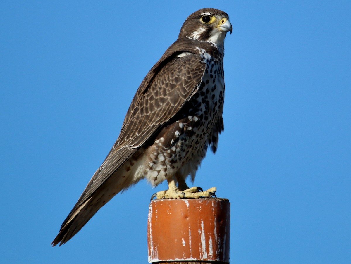 Prairie Falcon - Christine Jacobs