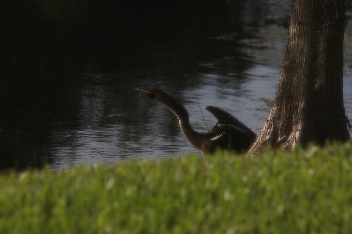 Anhinga - ML442040711