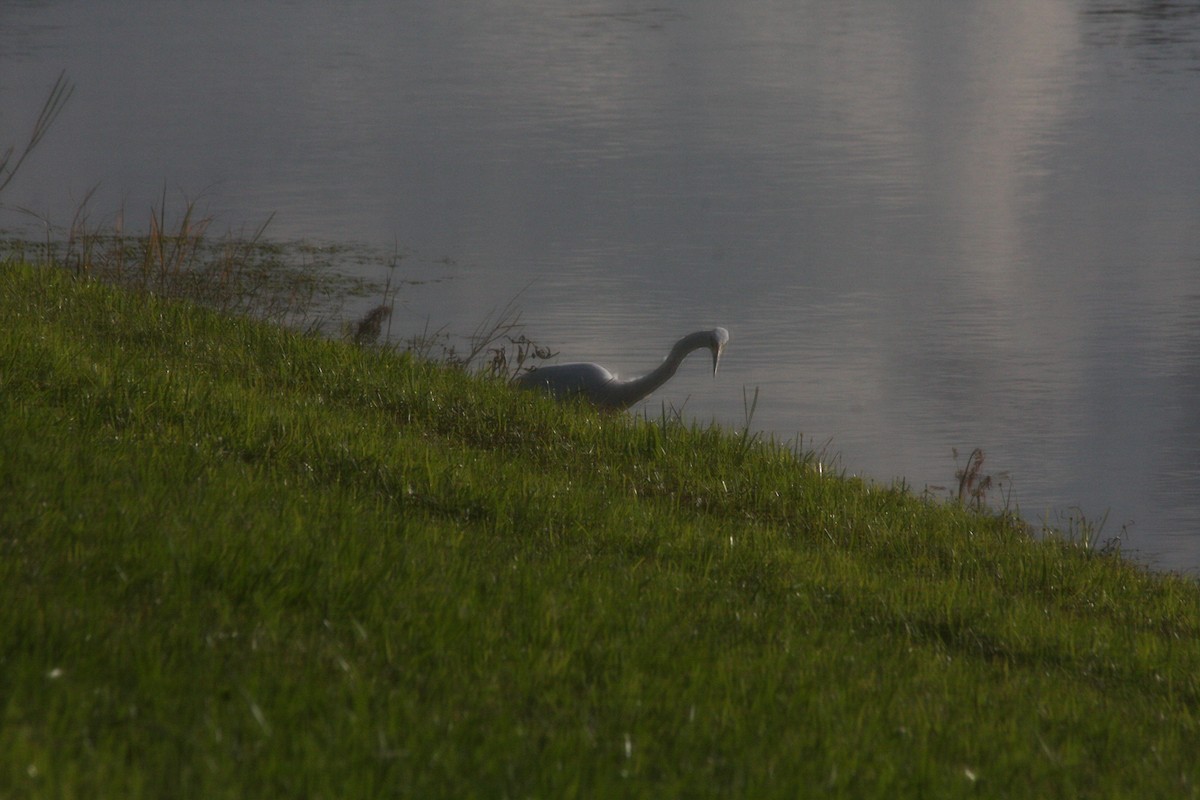 Western Cattle-Egret - ML442041001