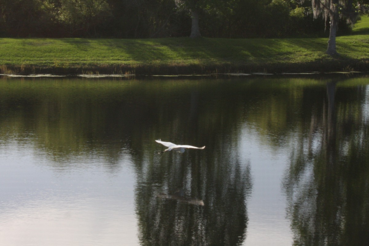 Western Cattle-Egret - ML442041011