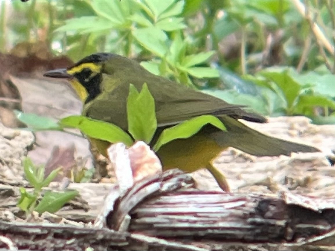 Kentucky Warbler - ML442042561