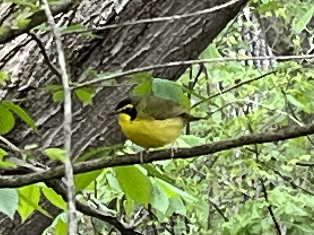 Kentucky Warbler - ML442042581