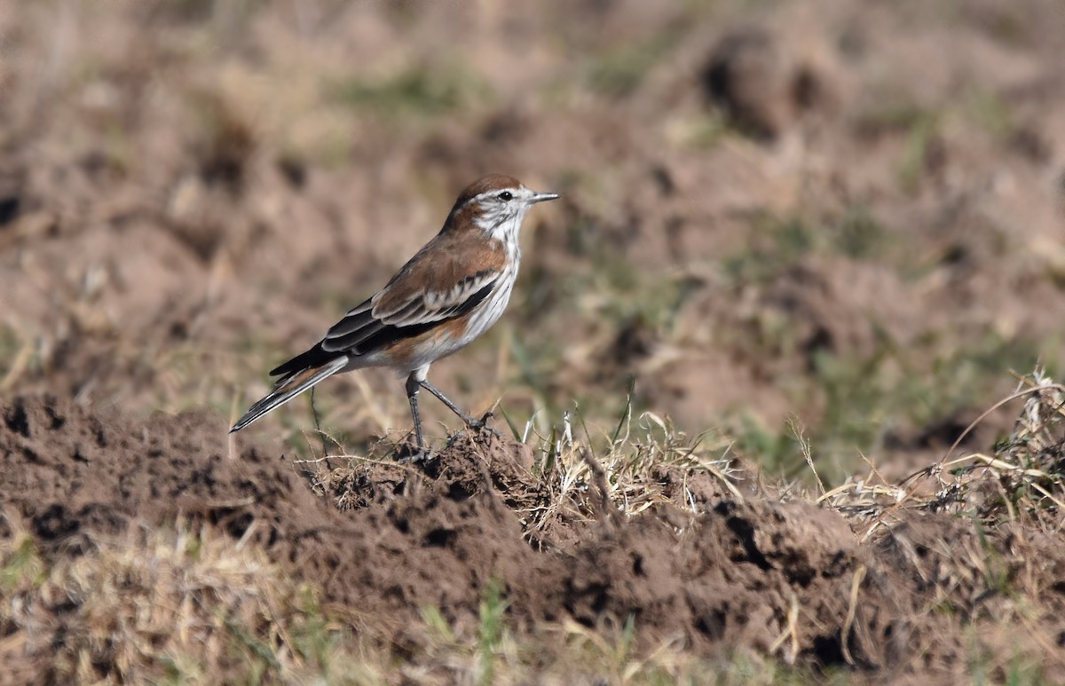 Rusty-backed Monjita - Sergio  Saldaña