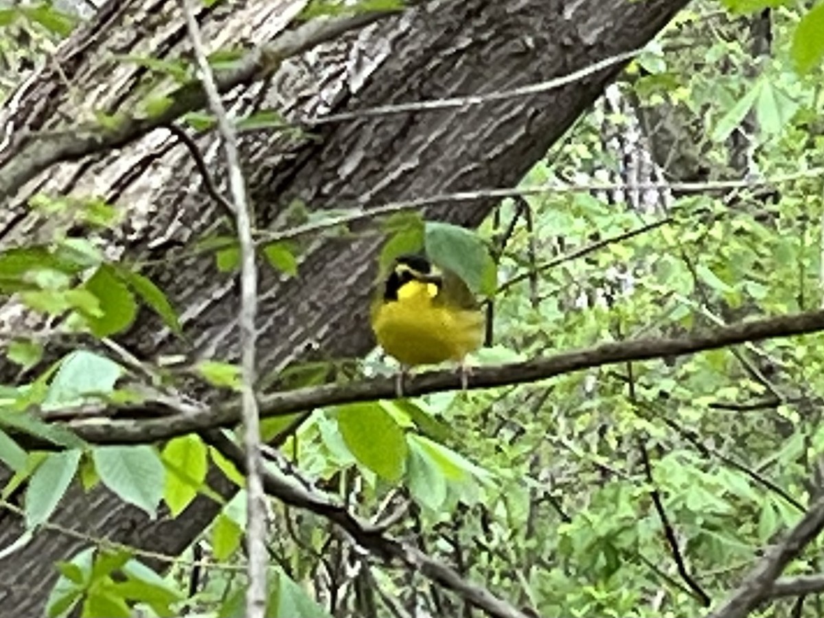 סבכון קנטקי - ML442042631