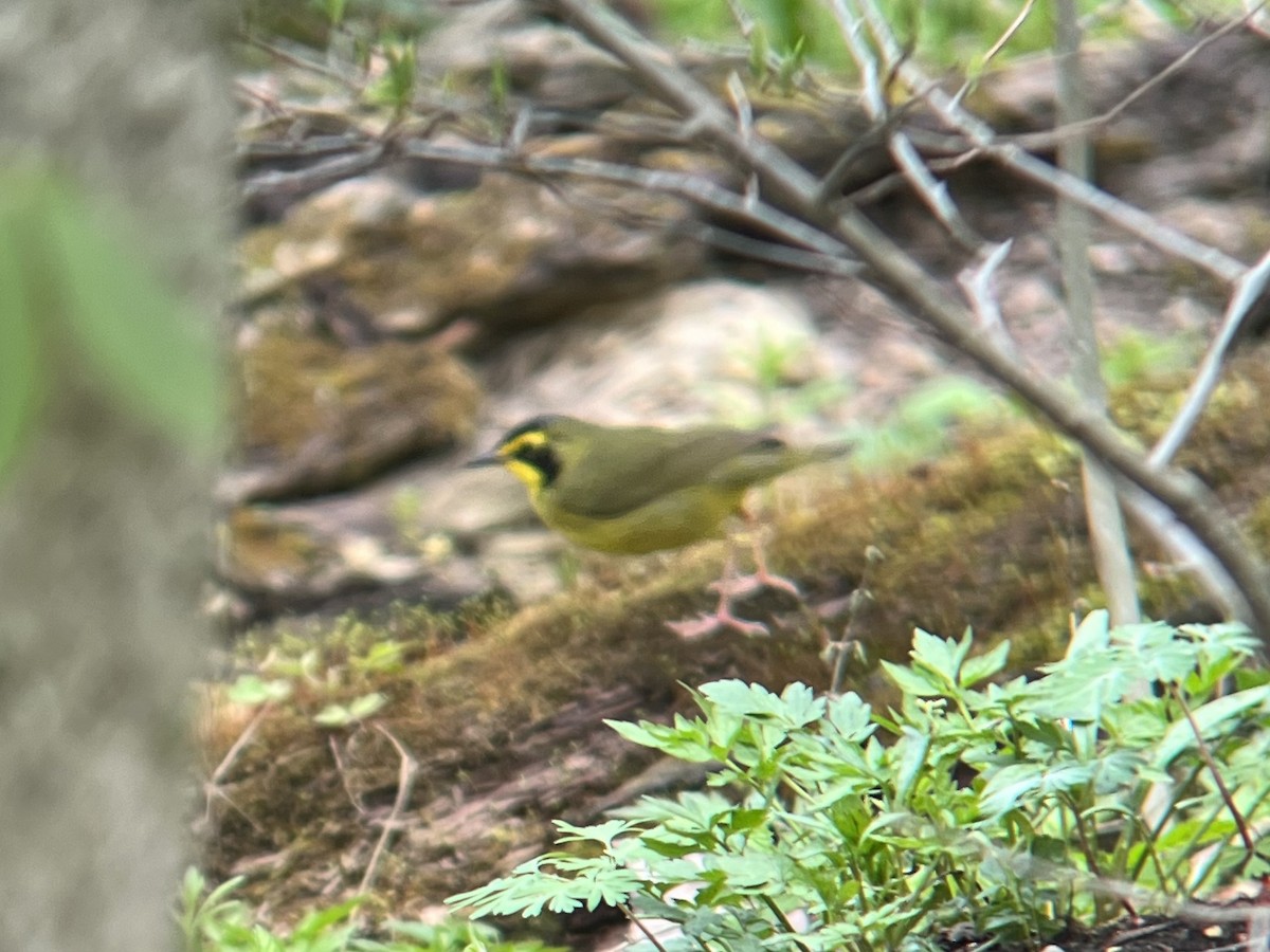 סבכון קנטקי - ML442042641