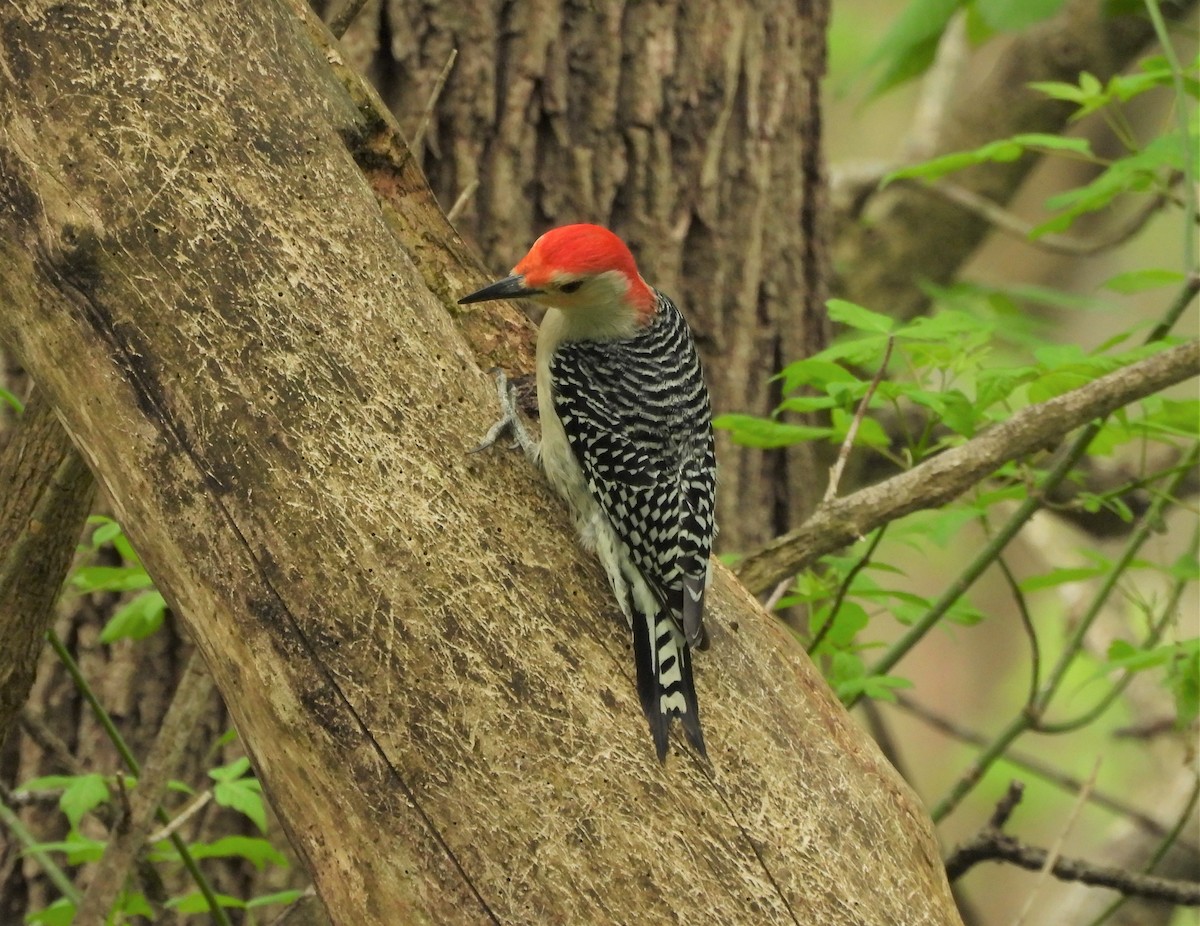 Red-bellied Woodpecker - ML442042751