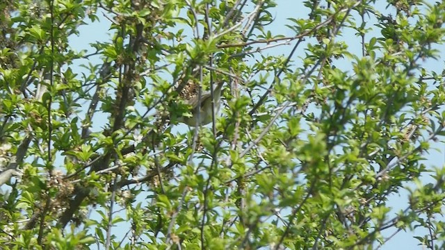 Lesser Whitethroat - ML442043851