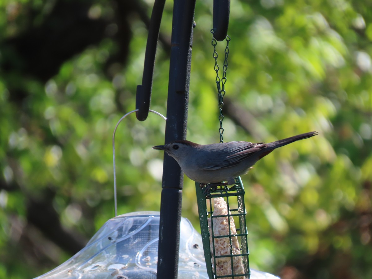 Gray Catbird - ML442044591