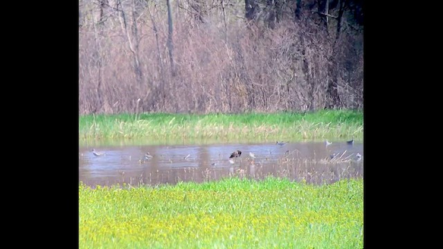 Kampfläufer - ML442047581