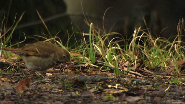 Hermit Thrush - ML442049