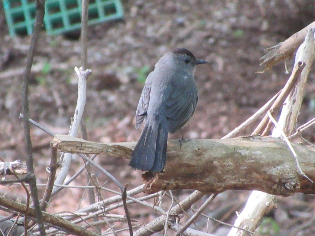 Gray Catbird - ML442049301