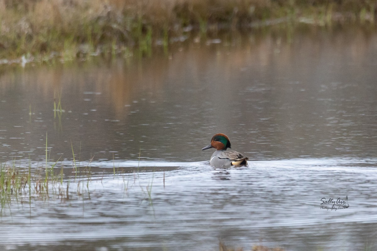 Green-winged Teal - ML442049711
