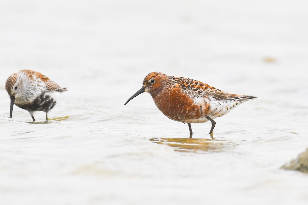 Curlew Sandpiper - Çağan Abbasoğlu
