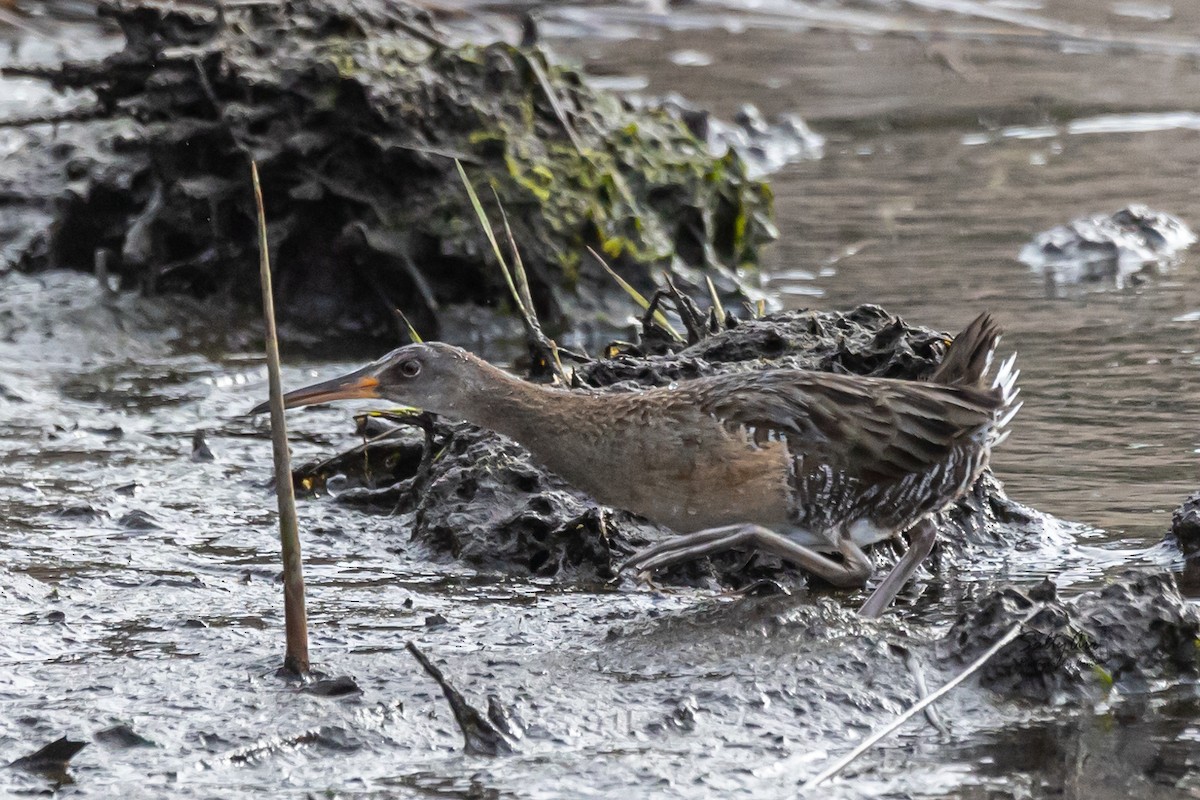 Clapper Rail - ML442049991