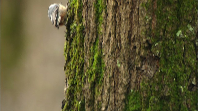 White-breasted Nuthatch - ML442050