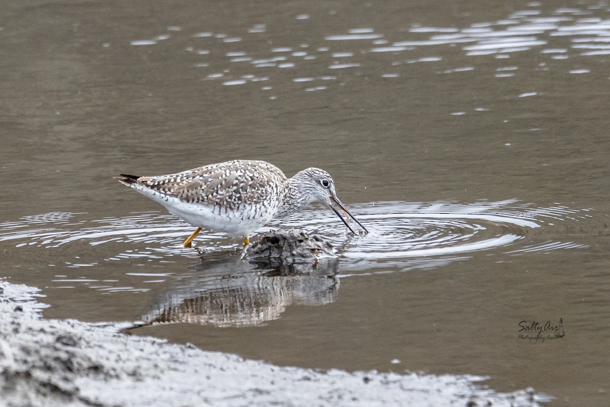 Greater Yellowlegs - ML442050201